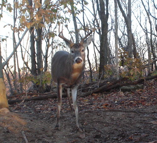 8 point buck